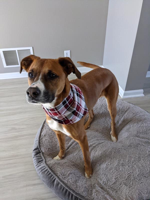 /Images/uploads/Adopt Me Bluegrass Pet Rescue Inc/adoptmebpr/entries/18421.jpg